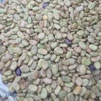 باقلا طارم