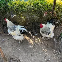 مرغ خروس برهما