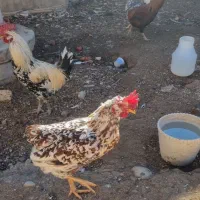 خروس گلین|حیوانات مزرعه|دهاقان, |دیوار