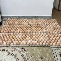 دستگاه جوجه کشی ۵۰۴تایی|ماشینآلات صنعتی|رشت, توشیبا|دیوار