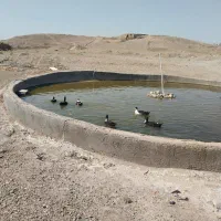 اردک|حیوانات مزرعه|قم, شهرک مهدیه|دیوار
