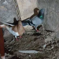 تعدادی کبوتر|پرنده|میانه, |دیوار