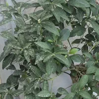 درختچه کامکوات|گل و گیاه طبیعی|تهران, یافت آباد جنوبی|دیوار