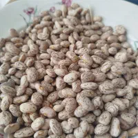 لوبیا ارتشی(لجنی)