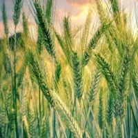 تعویض گندم با جو ۲ تن گندم دادم با جو بذری ۶ پر