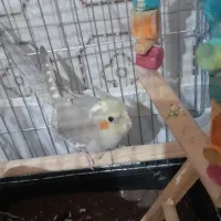 عروس هلندی  سینامون نر