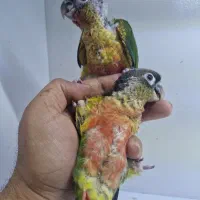 فروش جوجه گرینچیک یلوساید سوپر رد رام|پرنده|کرمان, |دیوار