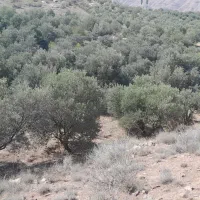 آدرس گیلان لوشان وستای برند زیر بیورزین