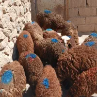 گوسفند یاکاور