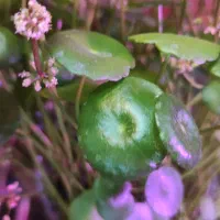 گیاه هیدروکوتیل / پول سکه ای / گیاه شانس|گل و گیاه طبیعی|کرج, گوهردشت|دیوار