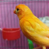 فروش یک جفت قناری لاکی نر وماده|پرنده|شیراز, شهرک پرواز|دیوار