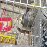 یک جفت عروس هلندی مولد|پرنده|مشهد, ایثار|دیوار