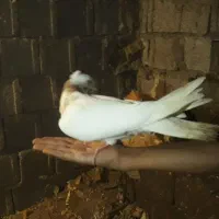 کبوترطوقی کرمانشاهی|پرنده|ساری, |دیوار