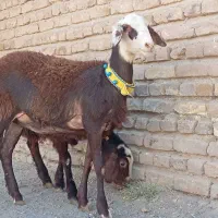 کاور بره ماده   ( میش قوچ گاو گوسفند بز )