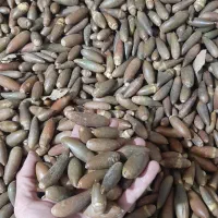 بلوط|خوردنی و آشامیدنی|تهران, زنجان جنوبی|دیوار