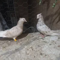 نرکرم دم سفید