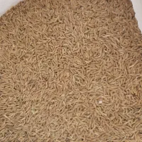 جو بذری دیم تناژ بالا درجه یک|عمده‌فروشی|کبودرآهنگ, |دیوار