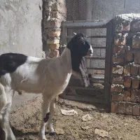 شنک گلابی معاوضه با میش مری طوطی