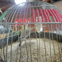 چکاوگ|حراج|مشهد, ایثار|دیوار