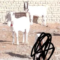 دوراس بز خوشکل گوش بلند یکی گلابی یکی پتیری