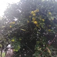 پرتغال محلی