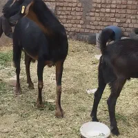 فروشی دو عدد بزه دوقلو