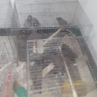 مرغ مینا دونه ایی پونصد