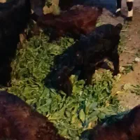 2بز جمل زا با 4 بزغاله در فریمان