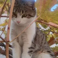 گربه خونگی خیلی اروم و مهربون|گربه|سلماس, |دیوار