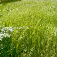 سم‌پاشی باغ میوه