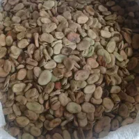 فروش باقلا  بذری وخوردنی