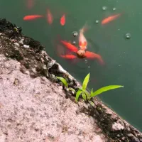 ماهی قرمز عیدعمده وگلدفیش کالیکو (ماهی شکار ندارم)|ماهی|رشت, یخسازی|دیوار