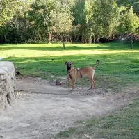 توله سگ سرابی 5ماه قیمت 15000000|سگ|اردبیل, |دیوار