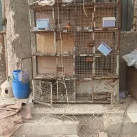 جفت کن کفتر یا کبوتر