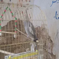 عروس هلندی سینامون