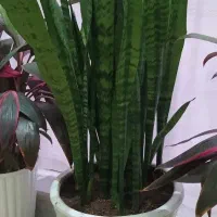 گل سانسوریا