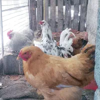 خروس گلین مرغ رسمی مرغ برهما