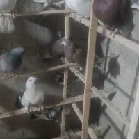 فروش کبوتر تهرانی