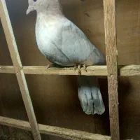 جوجه تهرانی|پرنده|تهران, هرندی|دیوار