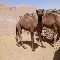 حره شتر|حیوانات مزرعه|کاشان, دشت لتحر|دیوار