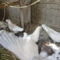 کبوترپرشی وزینتی نوک ریز|پرنده|فردیس, شهرک شهید حسینی|دیوار