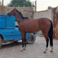 مادیان به همراه کره(اگودتا) مدارکدار