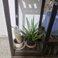 گل مطب رستوران دفاتر ادارات|گل و گیاه طبیعی|مینودشت, |دیوار