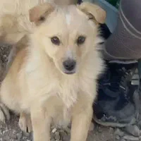 سگ پاه کوتا