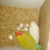 طوطی برزیلی نر و ماده