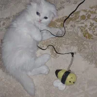 بچه گربه نژاد دار|گربه|کرمان, |دیوار