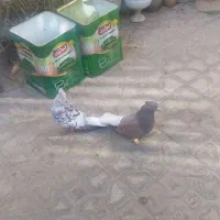 کفتر سرور دم سفید جفت|پرنده|شیراز, تندگویان|دیوار