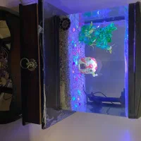 آکواریوم شرکتی