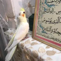 عروس هلندی نر|پرنده|قم, دورشهر|دیوار