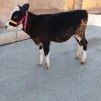 گوساله|حیوانات مزرعه|کلیائی, |دیوار